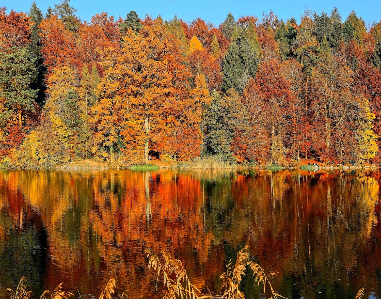 Fall Backdrop on a Lake