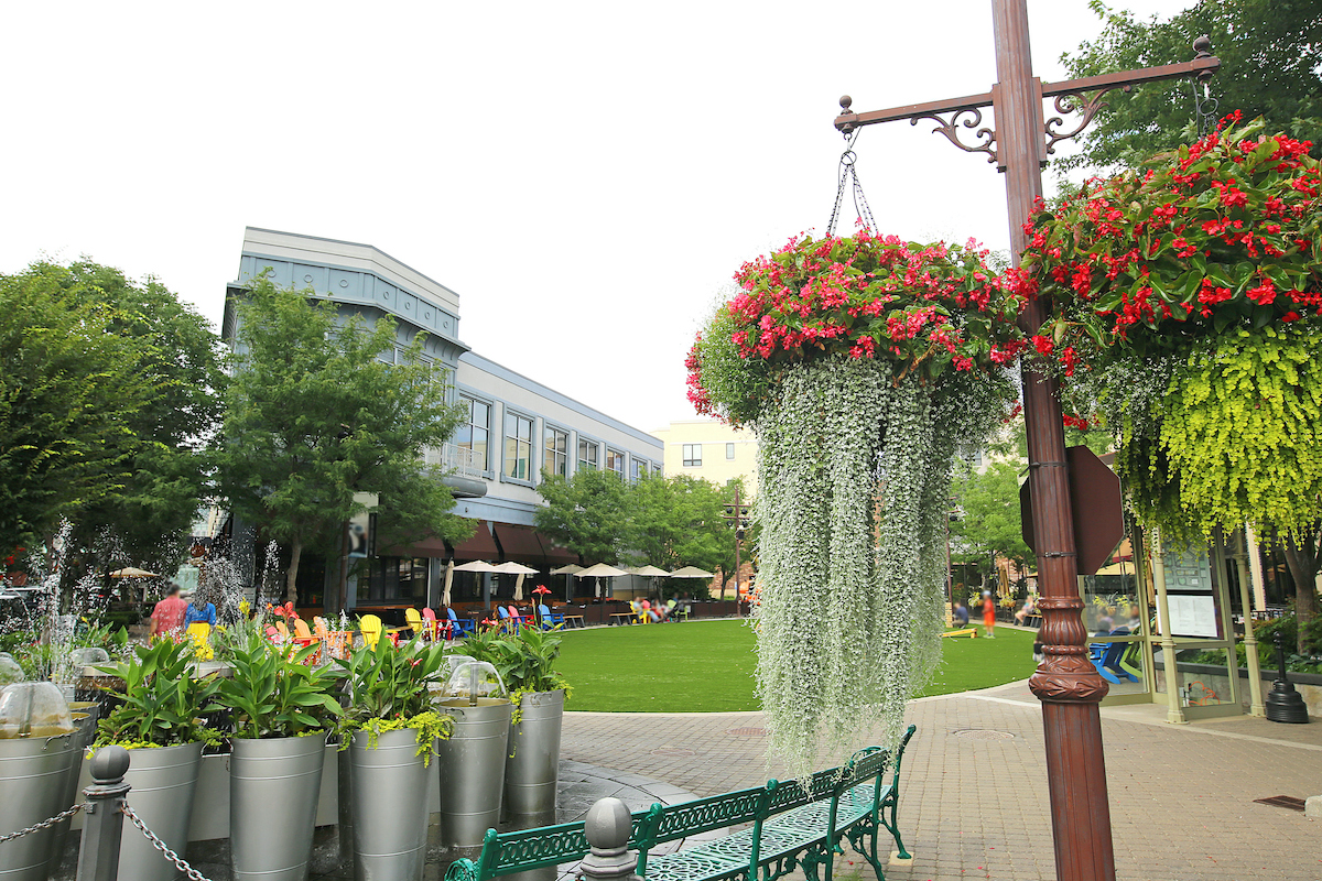 Outdoor views with flowers. 
