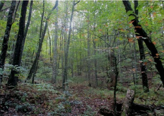 5 acres Unzoned Land in Turtletown TN 4