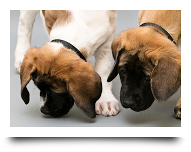 Very Profitable Pet Store in S.W. Florida *UNDER CONTRACT*