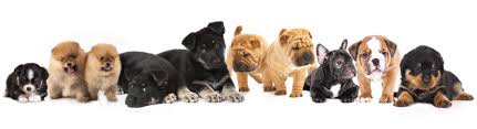 Very Profitable Franchise Pet Store in Florida