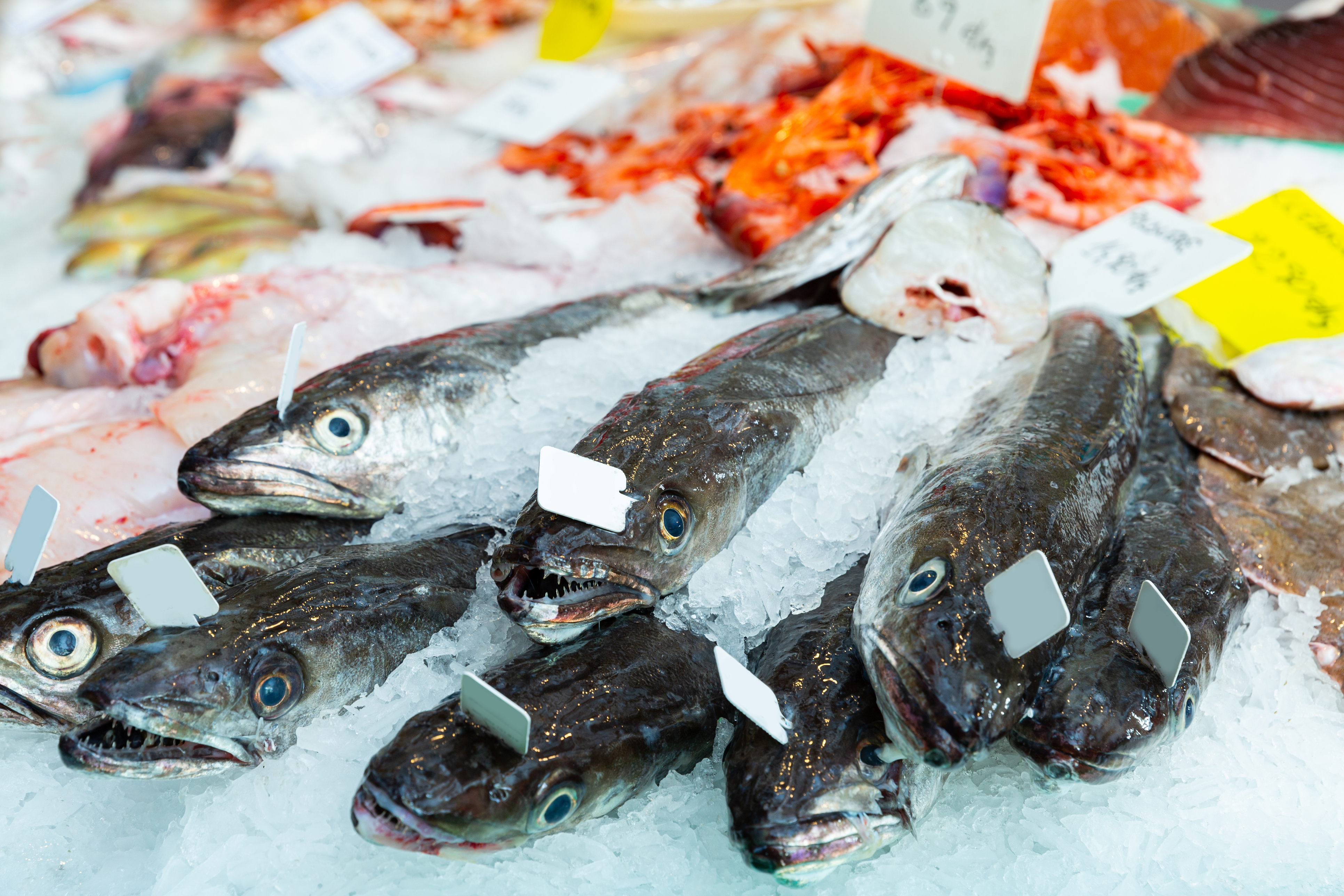 Food Distribution and wholesale seafood and fish