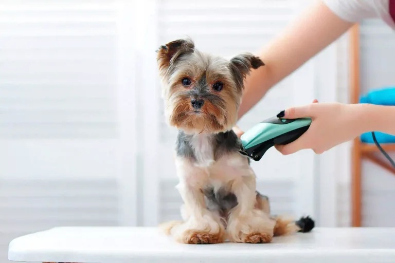 Groomer_pic