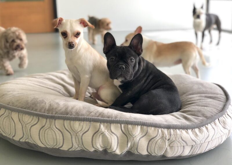 Paw_img_5955-1200x854