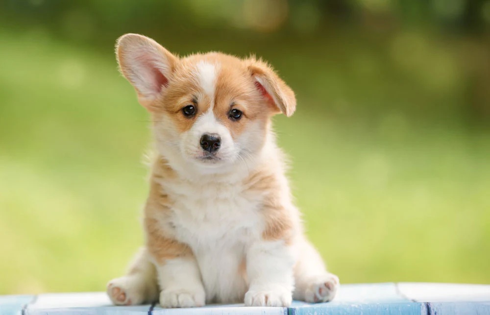 Corgi-puppy_1000x