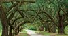 Live-oaks-e1556554353647