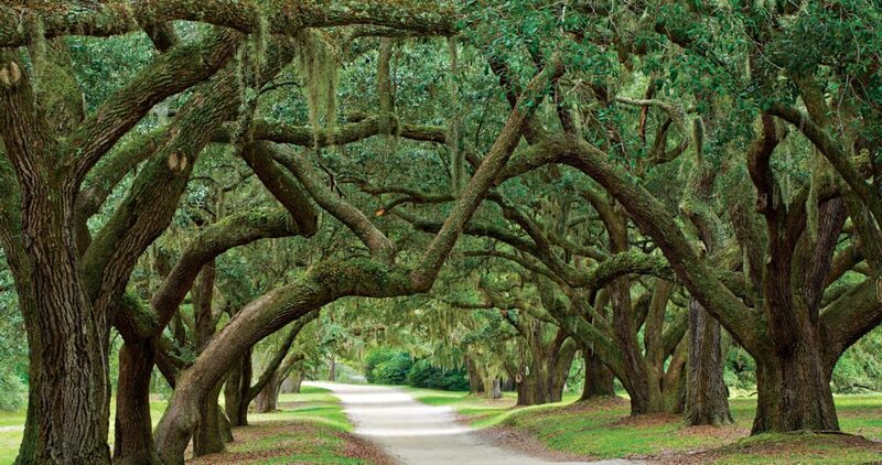 Live-oaks-e1556554353647