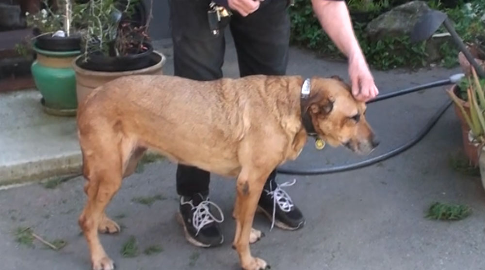 Pet Testimonial (Zoey)