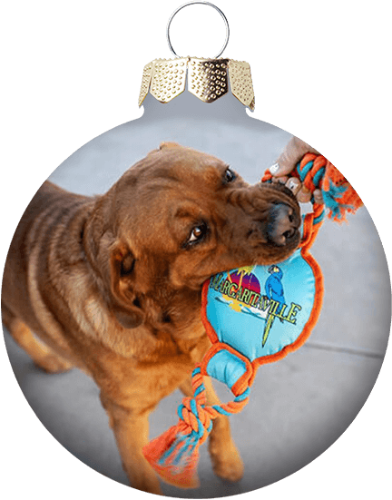 Pet Toys & Accessories