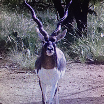 A Beautiful Blackbuck