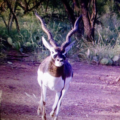 Blackbuck