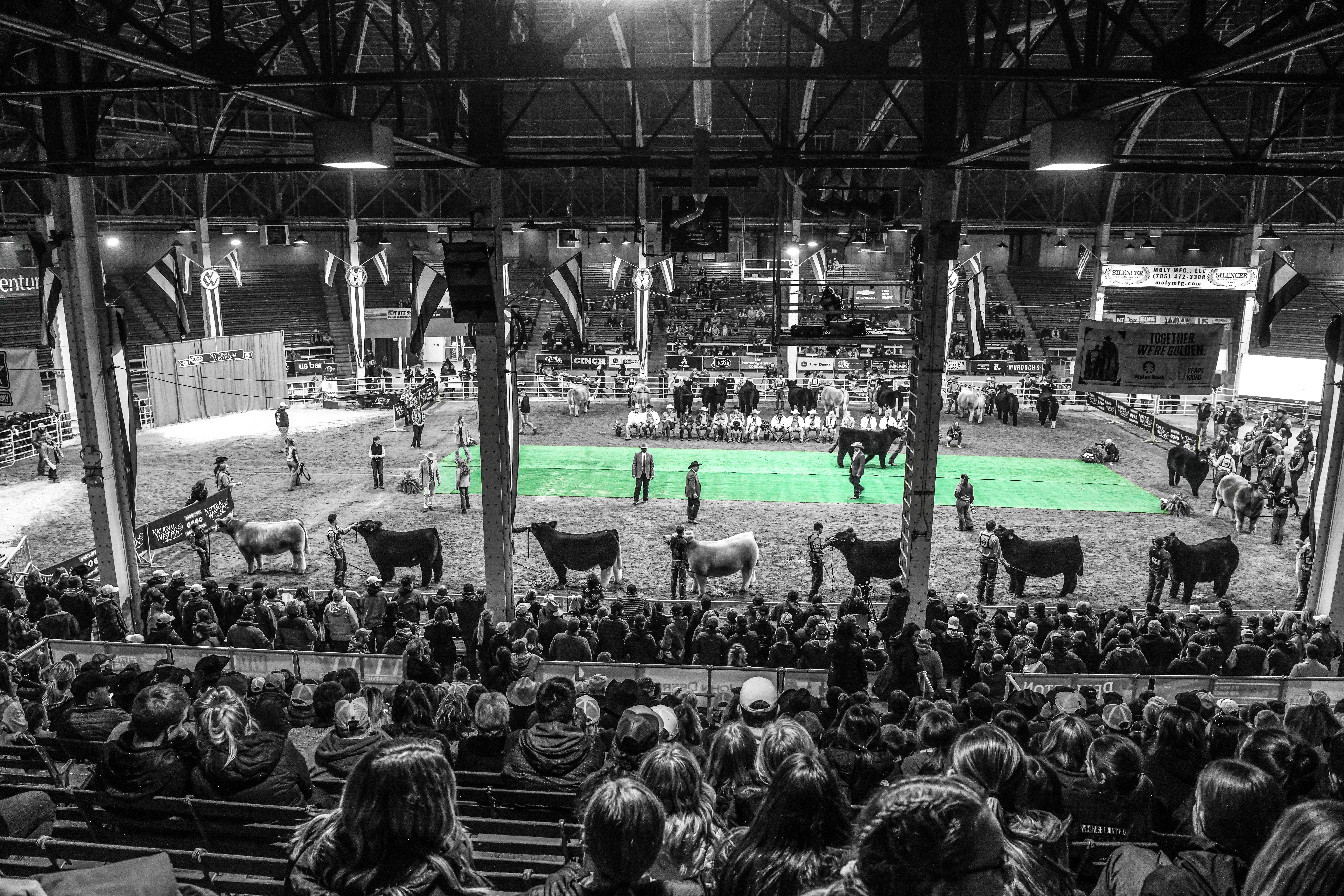 2023 NWSS Steer Show