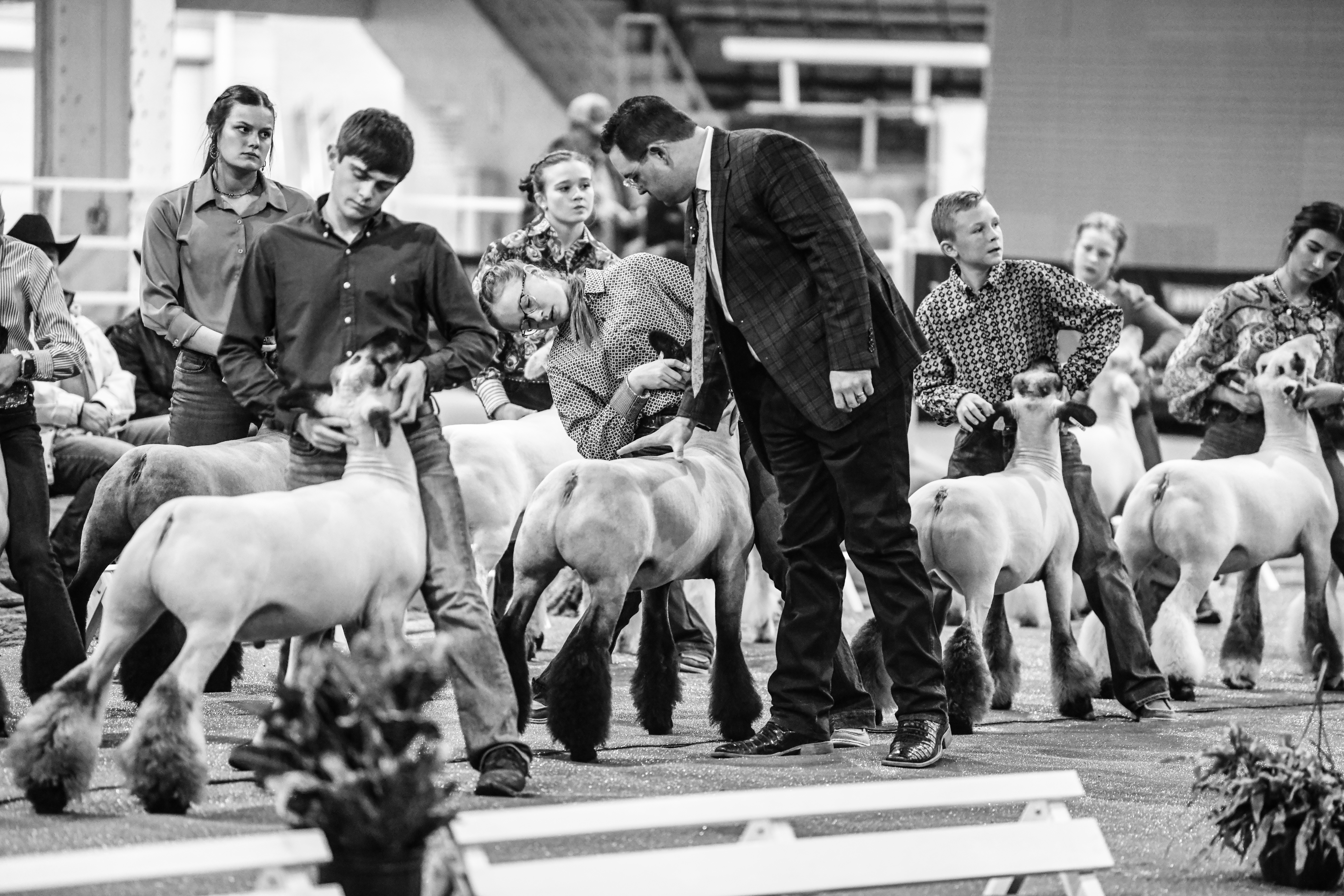 2024 NWSS Lamb Show