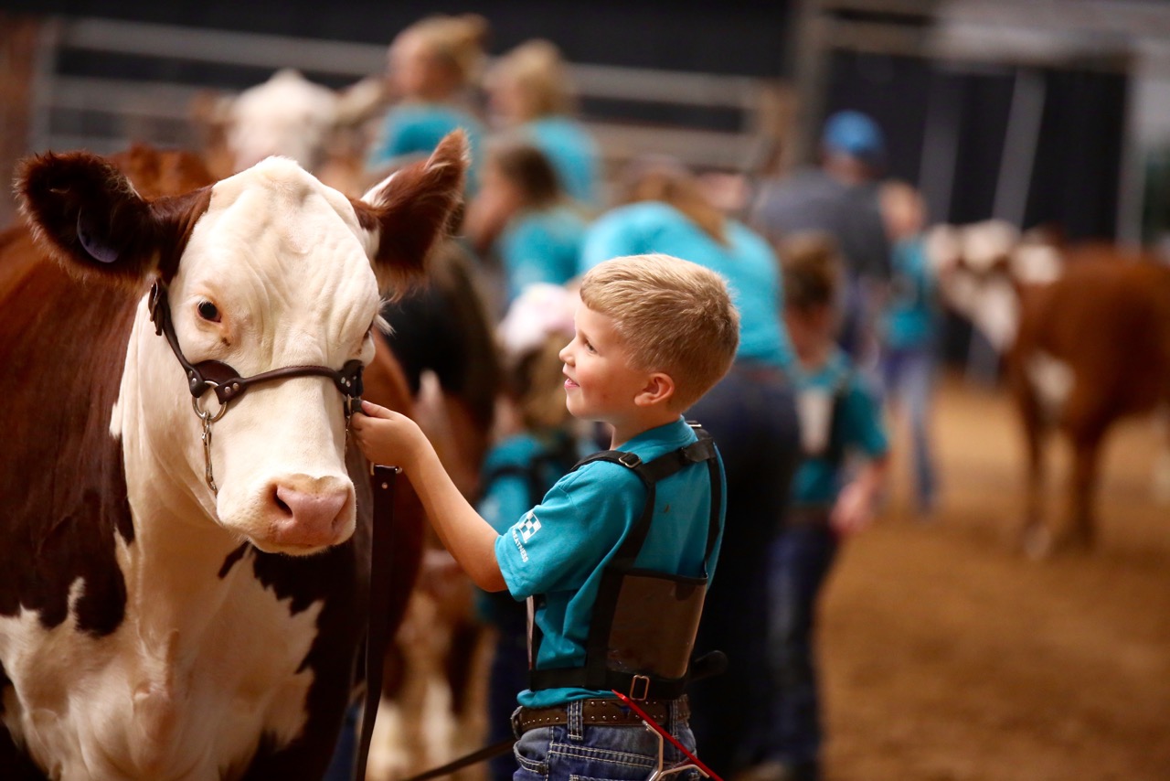 boy with a bull