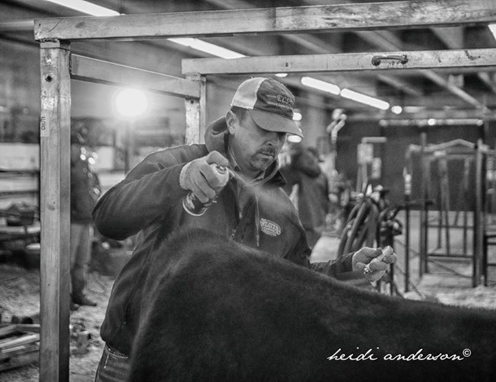 Man and bull