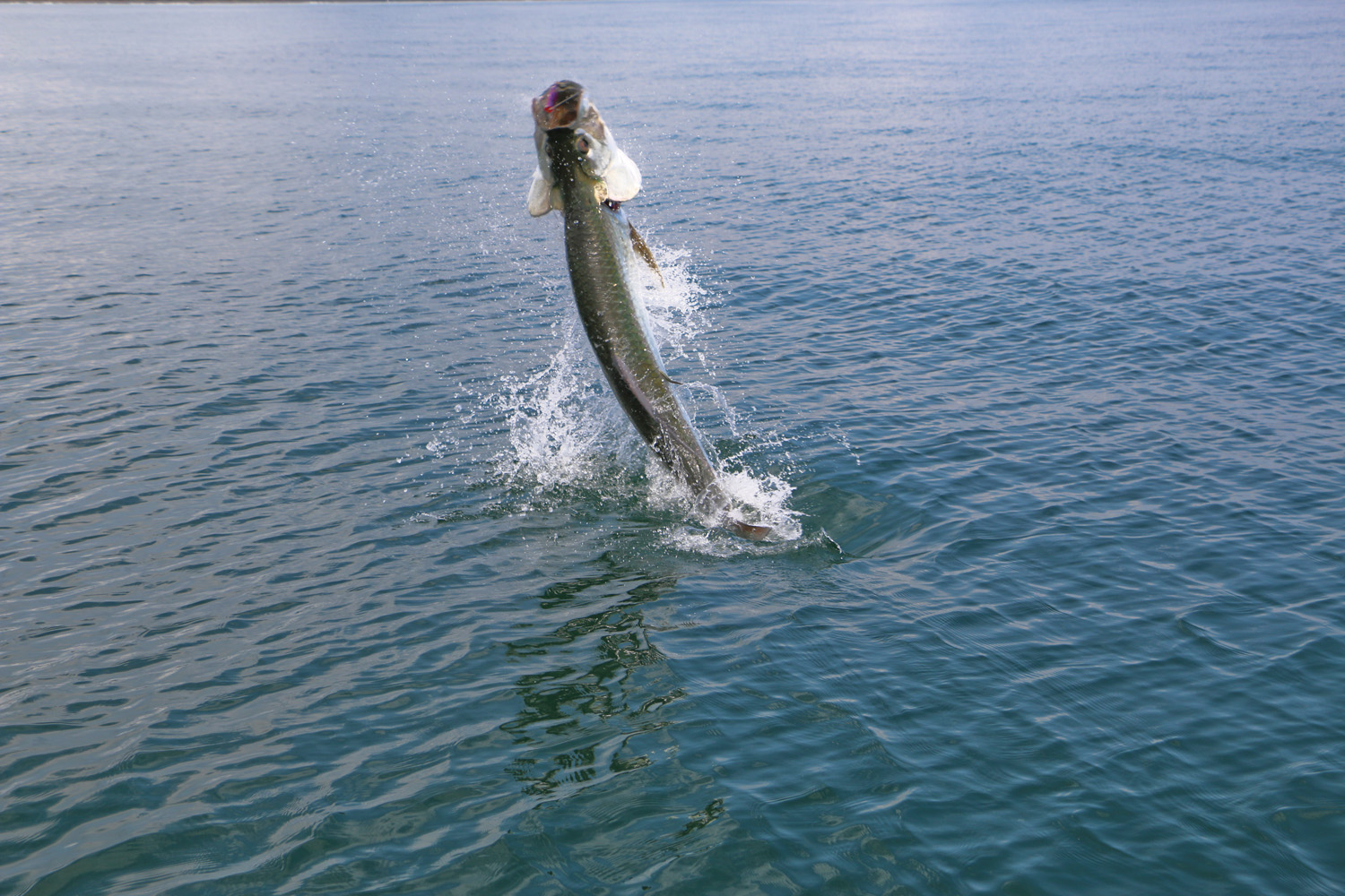 Watch An Angler Draw Tarpon to the Surface With A Green Light