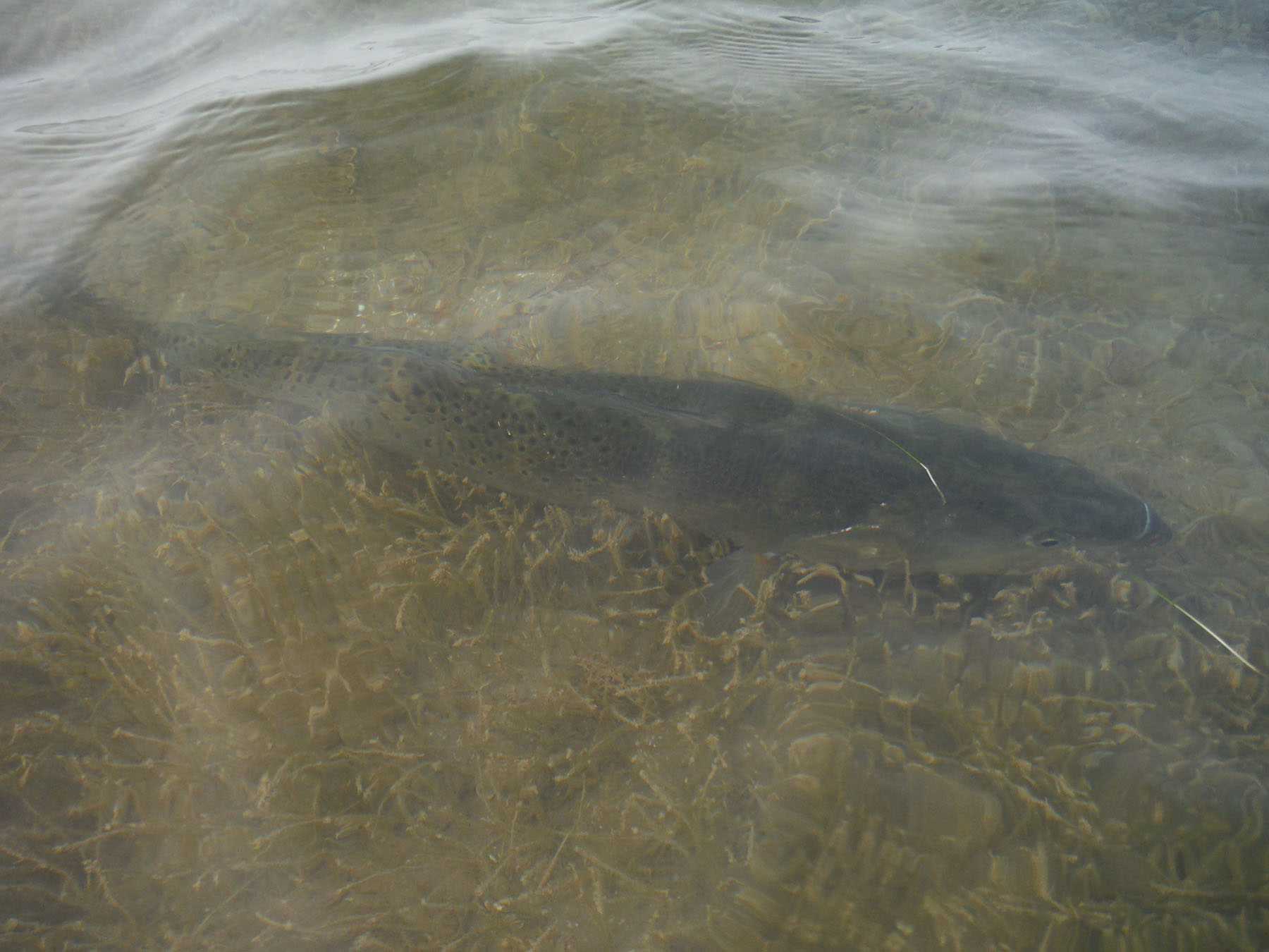 Don't rule out clear, shallow water on warmer days; this 7-pounder sure liked it! South Padre: January 2015