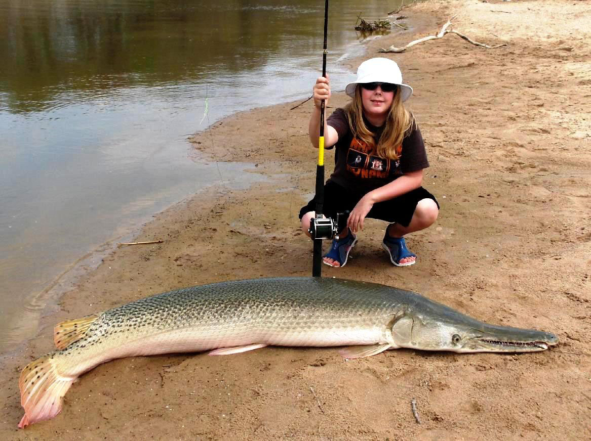 Alligator Gar Fish Alligator Gar Mississippi Department Of Wildlife 