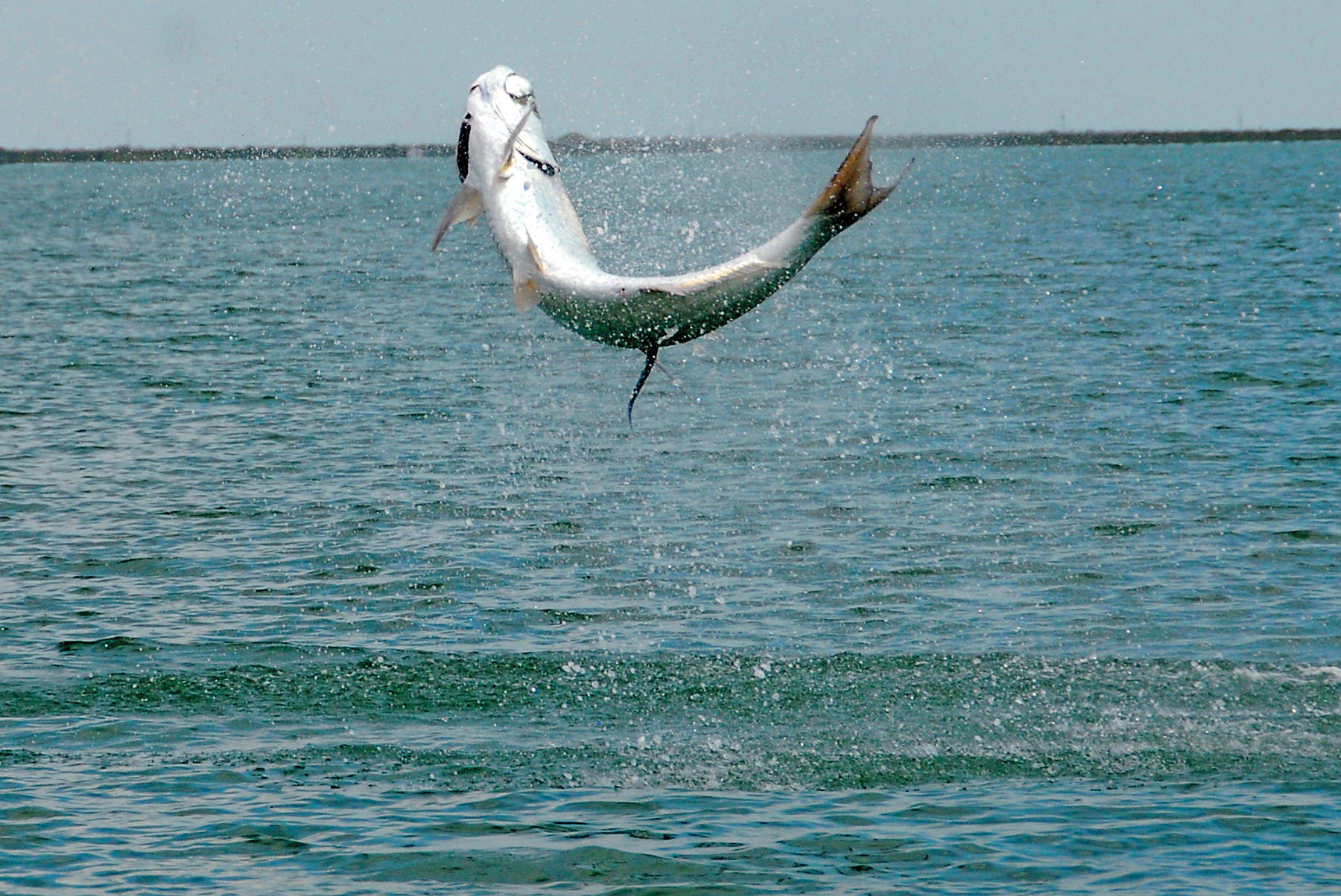 Accidentally Snagged a mullet right after I lost my tarpon. The hook o