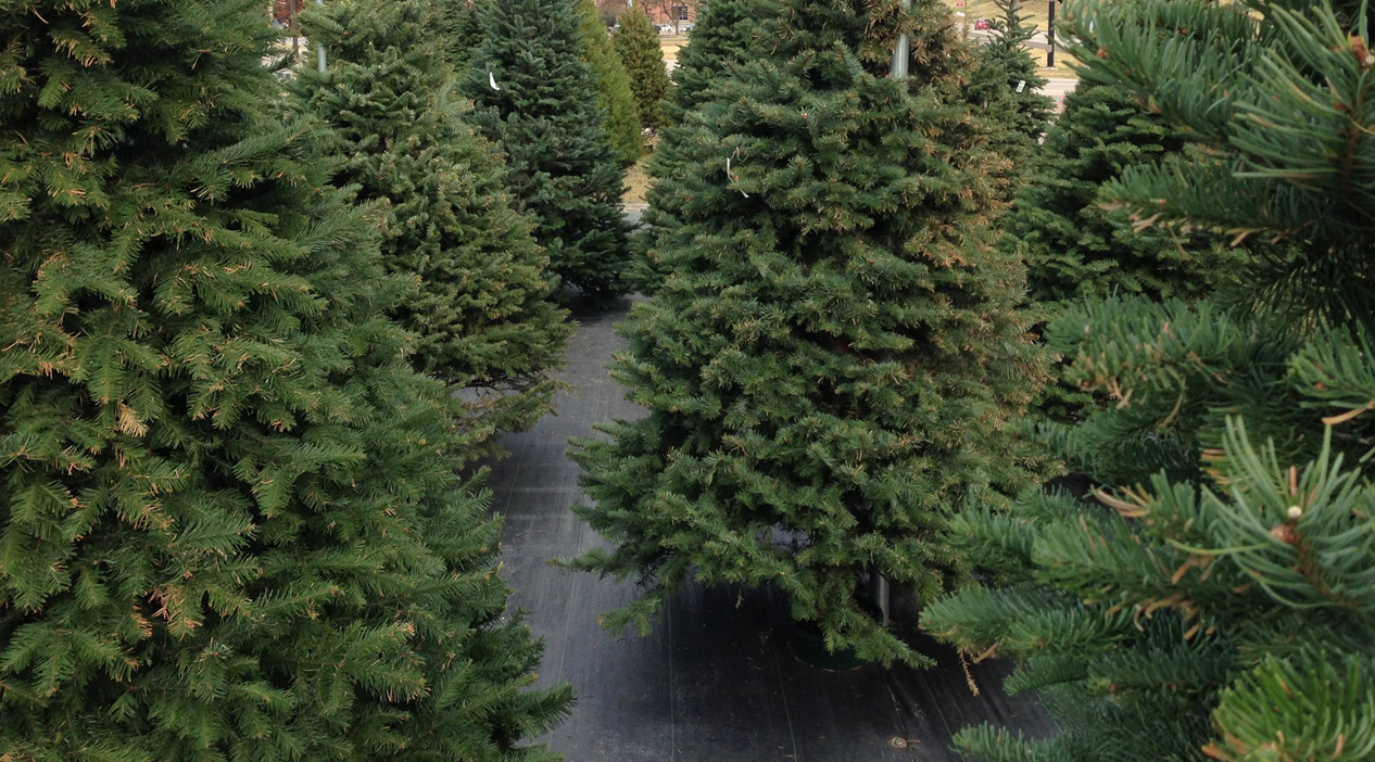 Huntingburg Street Department to PickUp Live Christmas Trees in January