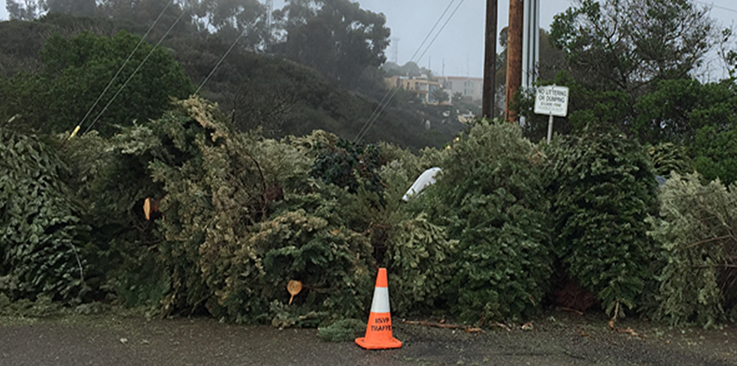 City of Huntingburg Christmas Tree PickUp Taking Place on Fridays in