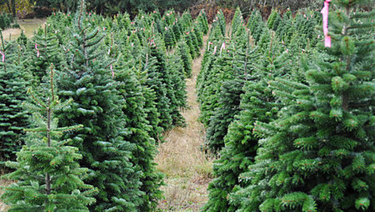 You May Have Fewer Options For Buying a Live Christmas Tree This Year