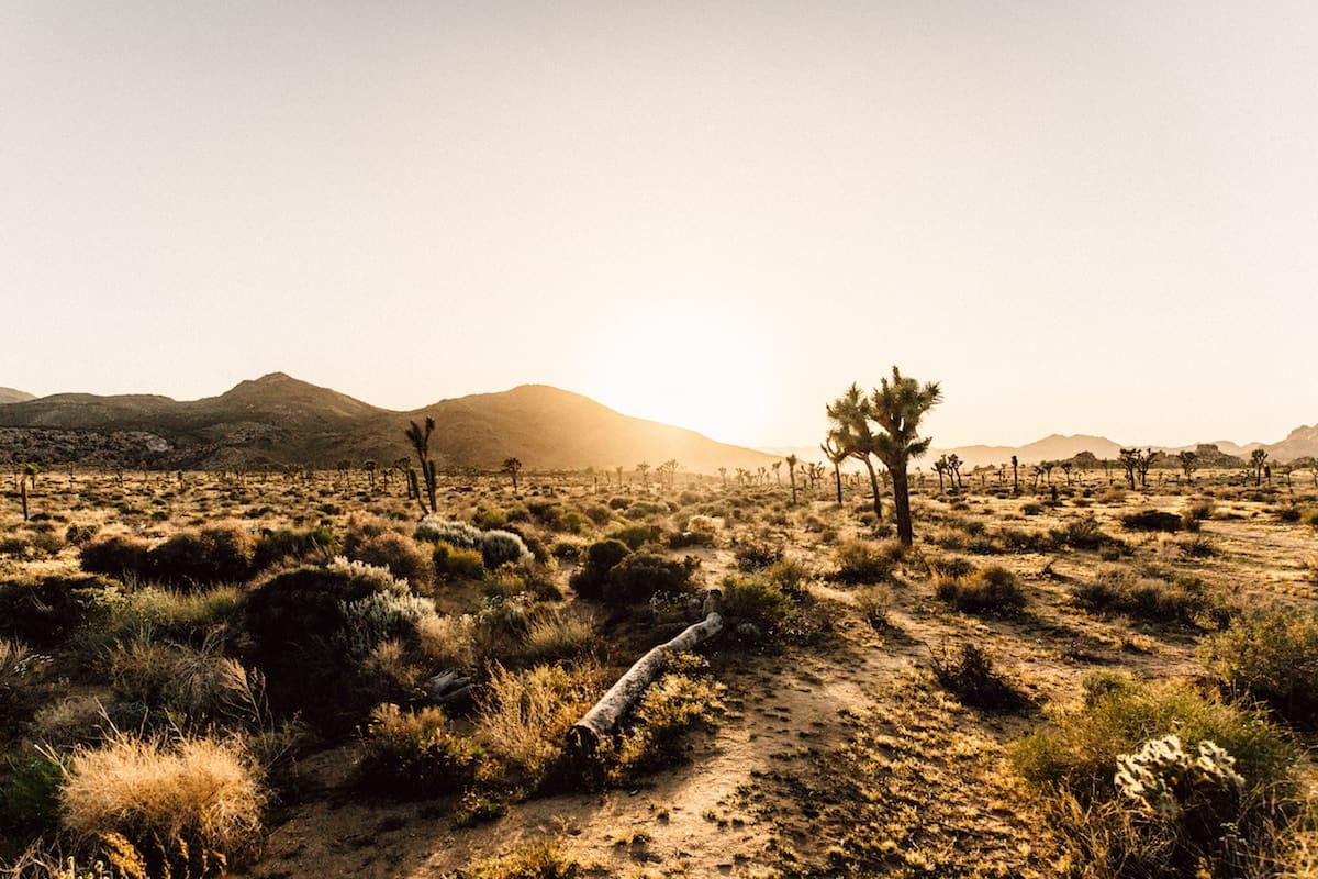 BUSOLINEA - Cataviña: el Oasis en medio del desierto de Baja California