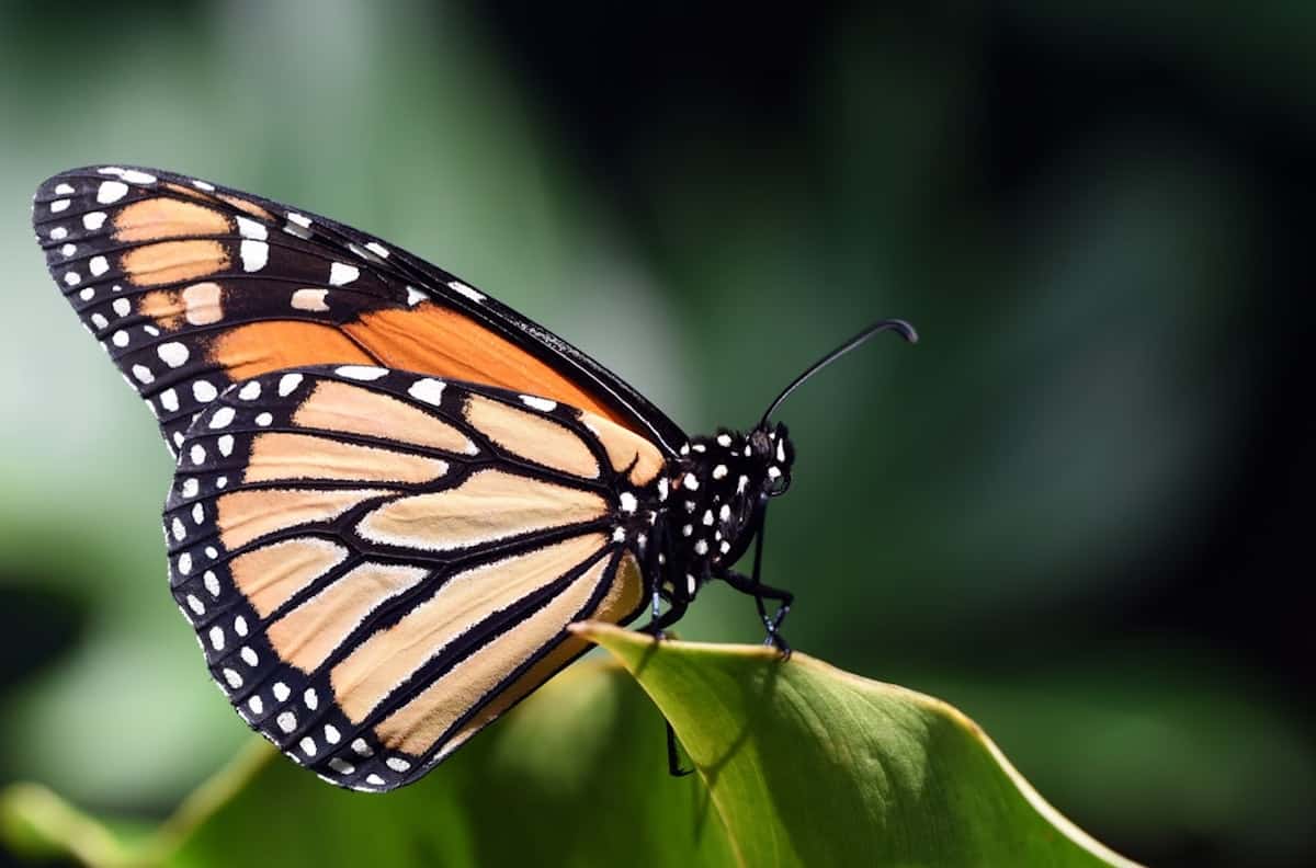 Busolinea-Mariposas Monarca en Michoacán ¡descubre la magia de verlas volar!
