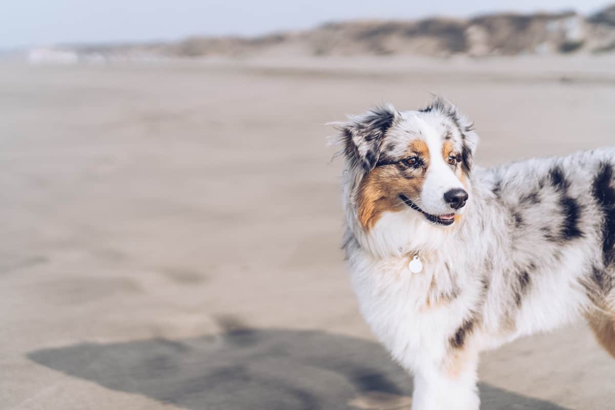 5 destinos para viajar con mascotas