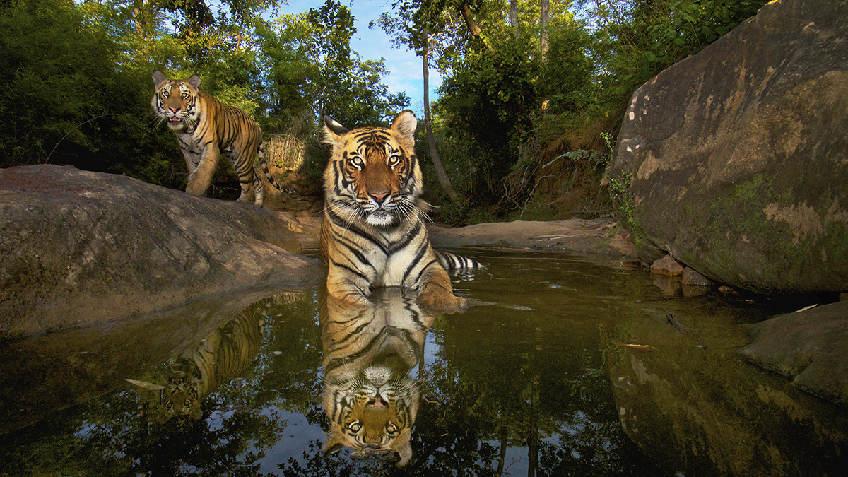 National Geographic Live: On the Trail of Big Cats with Wildlife Photographer Steve Winter