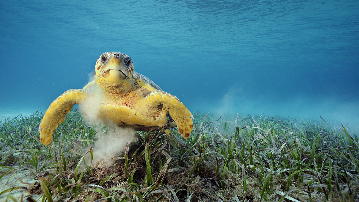 National Geographic Live: Ocean Soul with Underwater Photographer Brian Skerry