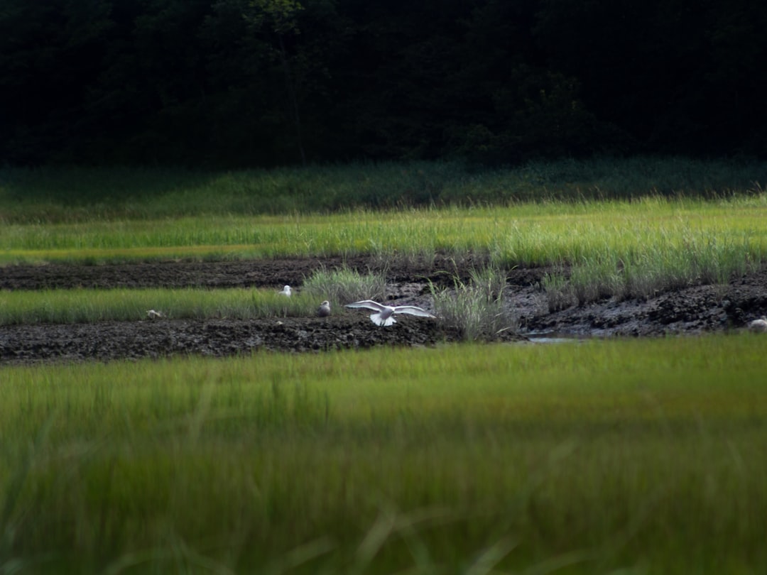 Seller financing options