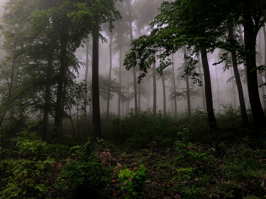 Future Fads in Texas Land Sales