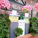 May Flowers Natural 3-Step Skin Care