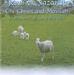 Jesus of Nazareth The Christ and Messiah (An Illustrated Collection of Bible Notes)