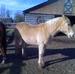 PALOMINO GELDING QUARTER HORSE $500