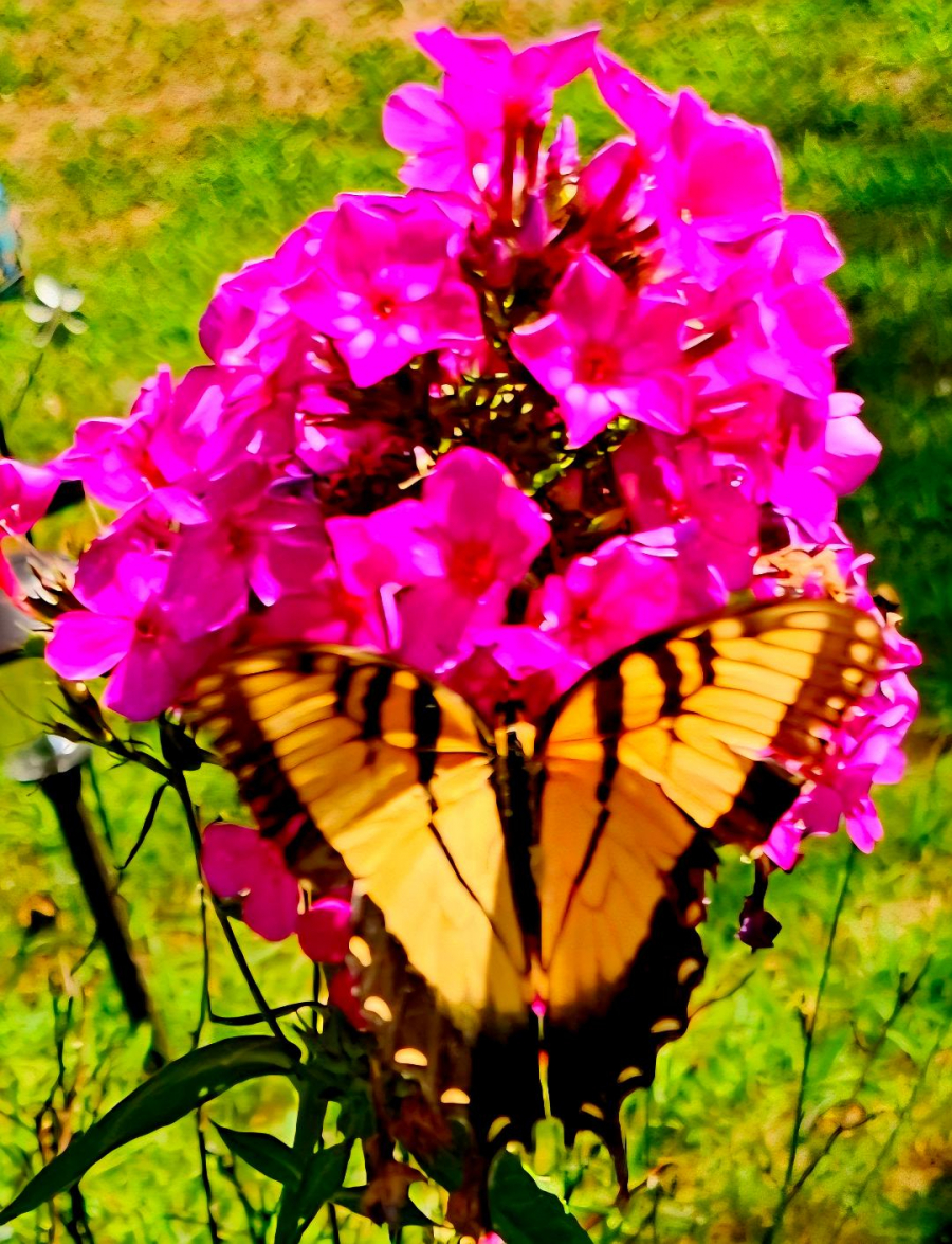 Uploaded Image