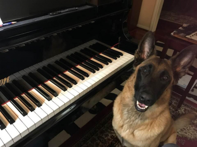 I think Volt thinks he won a piano competition! He looks so proud.