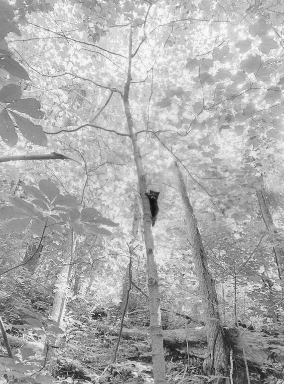 Photo: Jesse Lenz: About Locusts and Other Lives on the Land photo no. 1