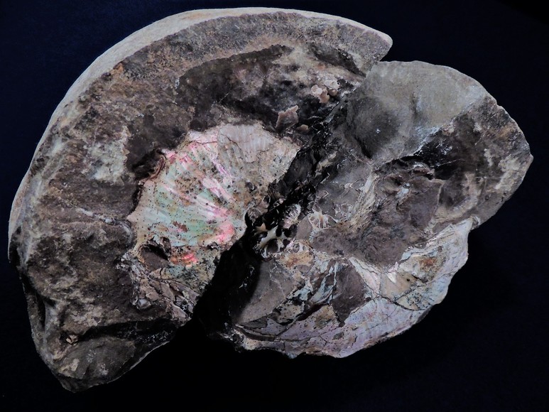 Image for AMMONITE PETRIFIED WOOD SHELL FOSSIL CRYSTALS