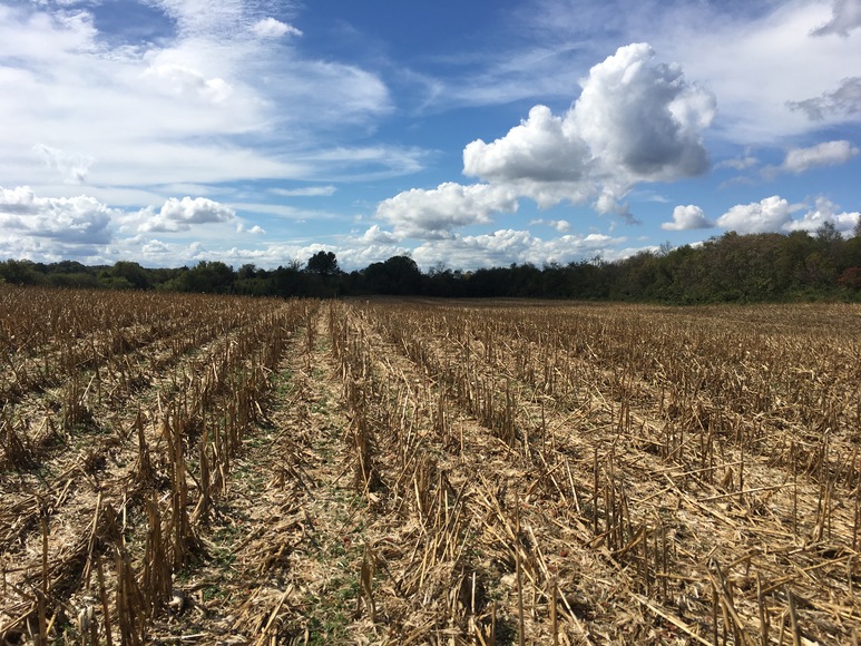 Image for 35.54 +/- Agriculture Tract, Talbott, TN