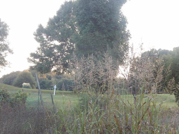 Image for 306  London Downs Dr,  Forest, VA  24551