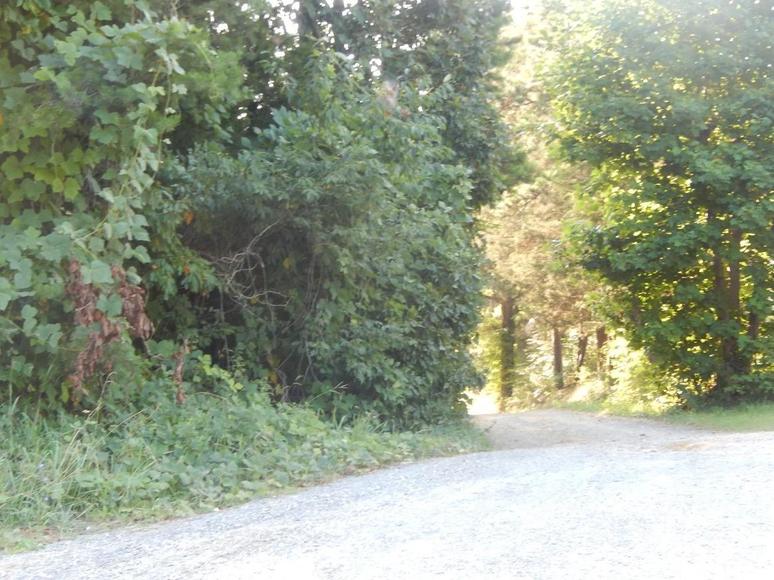 Image for 131.75 acres on Wards Rd,  Altavista, VA  24517