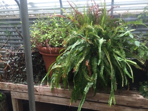 Image for Belton Online Auction