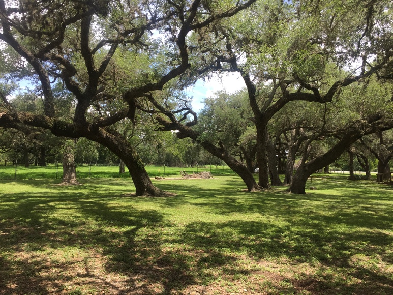 Image for Ganado Property Auction