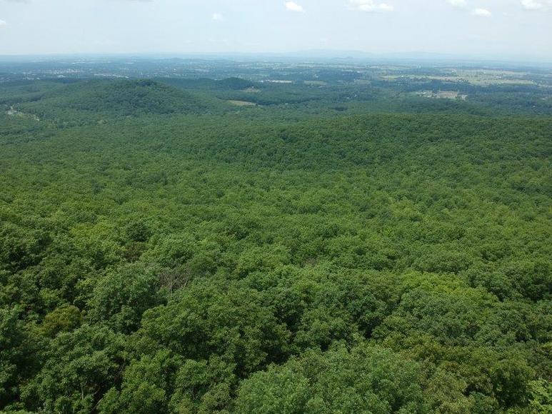 Image for 383 Wooded Acres