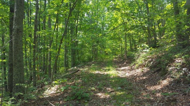 Image for 383 Wooded Acres