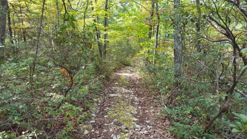 Image for 383 Wooded Acres