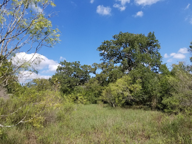Image for 3041 Farm To Market Road 1704 - Elgin 78621, Bastrop County