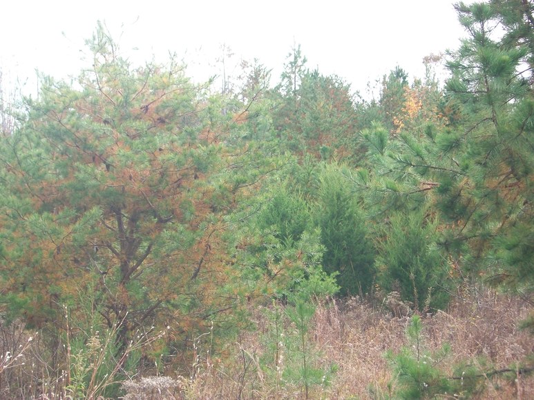 Benchmark Community Bank